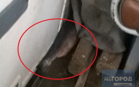 По Сыктывкару ездит автобус, в салоне которого валяется замороженная рыба
