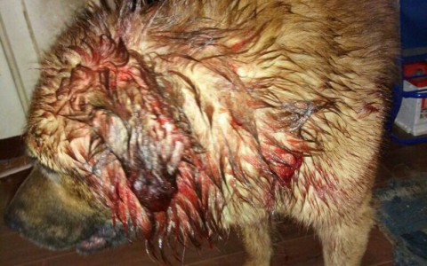 В Коми стая бездомных собак растерзала пса, которого выгуливали женщина с ребенком