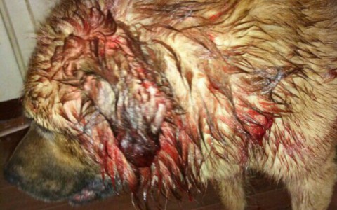 Сыктывкар за день 11 февраля: конфликт в автобусе и нападение бездомных собак