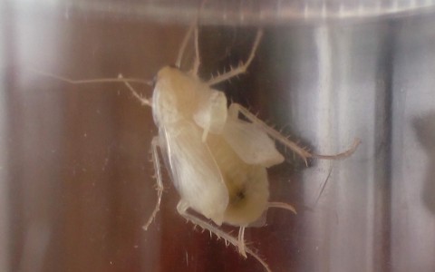 Сыктывкарца напугал прозрачный таракан-альбинос, который завелся в его квартире