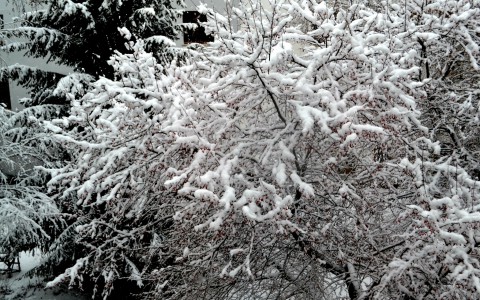 Погода в Сыктывкаре 16 февраля: станет холоднее
