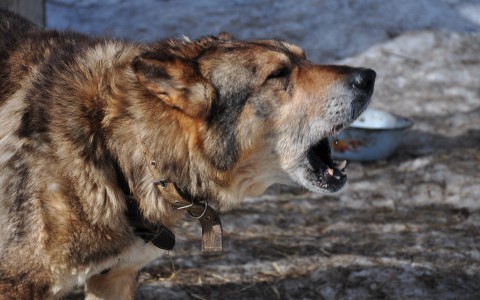 В Коми полицейский открыл стрельбу по бродячим собакам