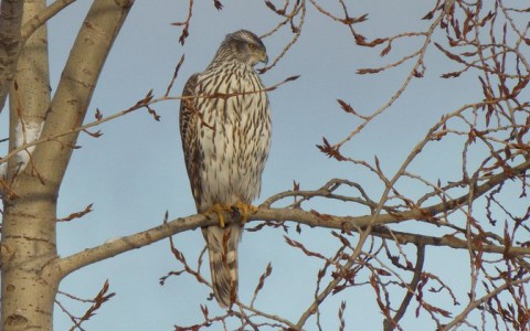 Жительница Сыктывкара влюбилась в очень красивого ястреба (фото)