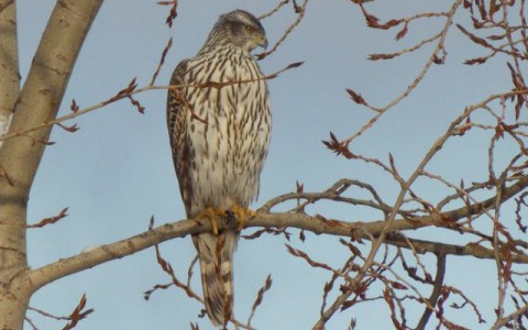 За что PG11.ru платил на этой неделе: 10 новостей от жителей Коми