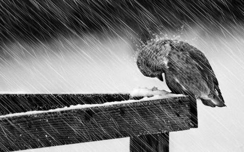 Погода в Сыктывкаре 25 февраля: мокрый снег и порывистый ветер