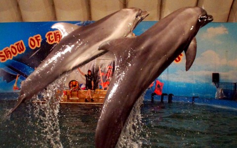 Воспитанникам детских домов подарили шоу карибских дельфинов в Сыктывкаре (фото, видео)