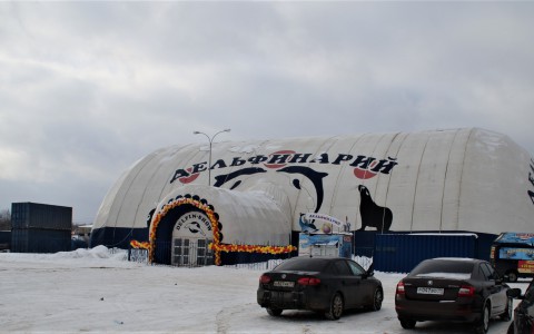 Сыктывкарцы считают, что в приезжем дельфинарии мучают животных (фото, видео)