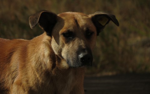 Инцидент с нападением бродячего пса на ребенка в Сыктывкаре взяли на особый контроль