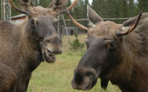 Печоро-Илычский заповедник Коми приглашает волонтеров на интересные проекты