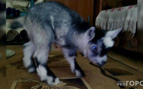 События России: коза-мутант, дети-феи и ганнибал в шавермочной