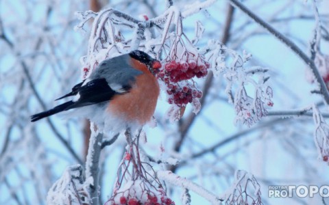 Погода в Сыктывкаре на 7 марта: станет холоднее