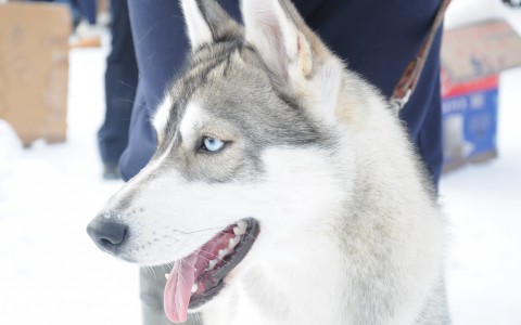 В одном из городов Коми догхантеры разбрасывают отраву во дворах