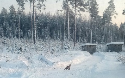 В Коми лесорубы в вахтовом поселке приручили лису