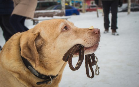 Реагент, которым посыпают дороги в Сыктывкаре, опасен для животных