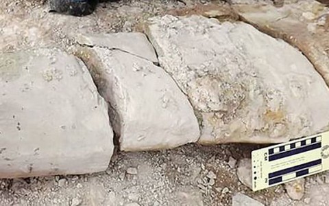 Найдены останки динозавра, жившего 127 миллионов лет назад