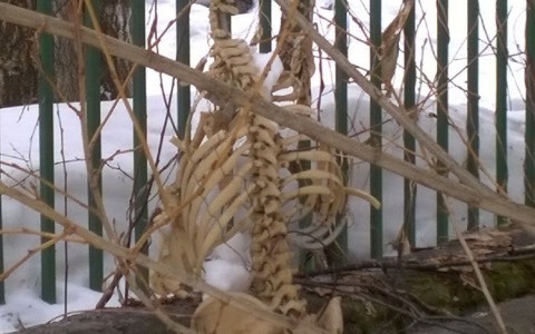 В Сыктывкаре возле детского сада нашли скелет (фото)