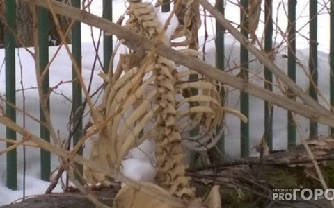 За что PG11.ru платил на этой неделе: 10 новостей от жителей Коми