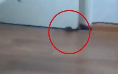 В детском отделении инфекционной больницы в Сыктывкаре бегают мыши (видео)