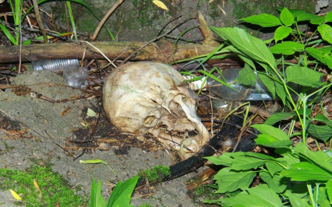 В одном из сел Коми найден череп женщины