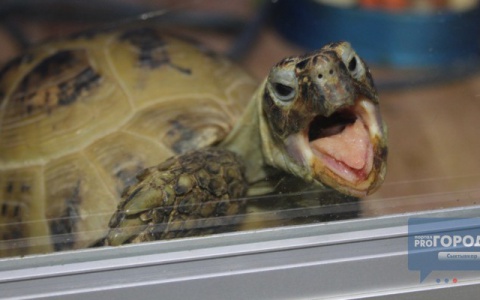 За что PG11.ru платил на этой неделе: 6 новостей от жителей Коми