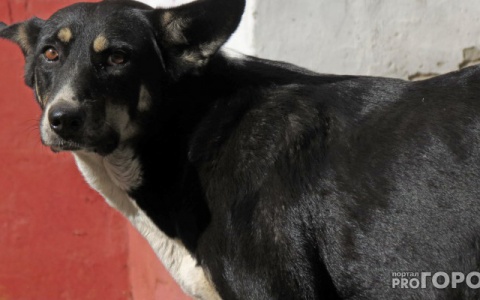 Депутаты госдумы предложили ввести понятие «опасные породы собак»