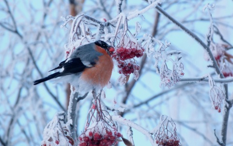 Погода в Сыктывкаре на 4 апреля: ожидается небольшой снег