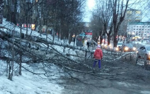 В центре Сыктывкара из-за шквального ветра дерево рухнуло на тротуар (фото)