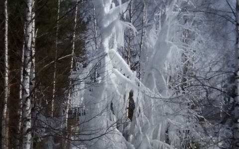 У сыктывкарского морга горожан напугало белое «чудище» (фото)