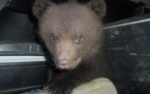 В Коми двух медвежат доставили в отделение полиции