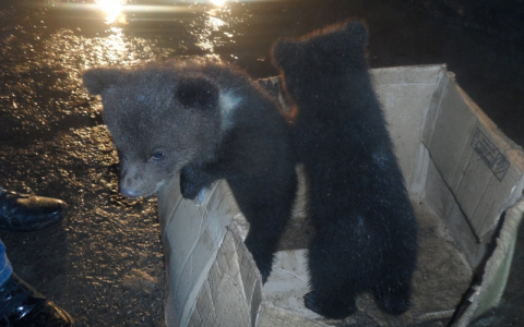 Появились фото и видео медвежат, которых нашли в Коми