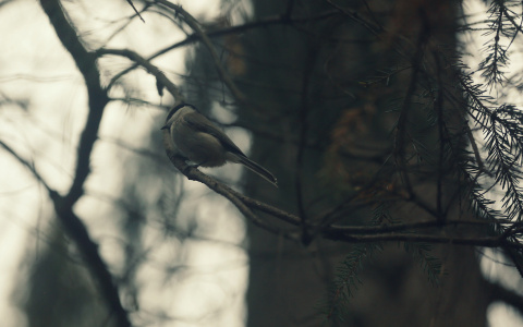 Погода в Сыктывкаре на 16 апреля: станет холоднее