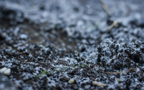 В Коми во время проведения земельных работ было обнаружено массовое захоронение (видео)