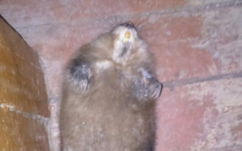 Сыктывкарцев напугало животное, которое кидалось на них в подъезде жилого дома