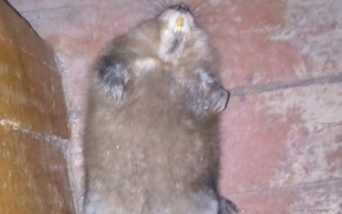 Специалист опознал животное, которое пугало сыктывкарцев в подъезде