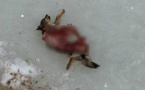В Коми на льду реки нашли мертвую собаку и странные следы рядом с ней (фото)