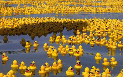 Tele2 поддержит благотворительный утиный заплыв