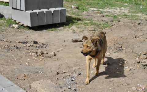 На отлов бродячих собак в Сыктывкаре потратят почти полтора миллиона рублей