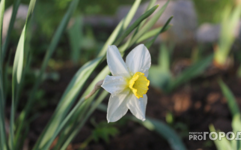 Погода в Сыктывкаре на 17 мая: станет теплее