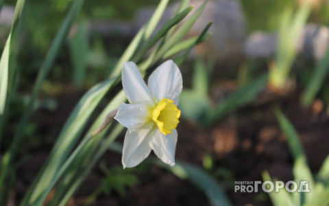 Погода в Сыктывкаре на 18 мая: тепло возвращается