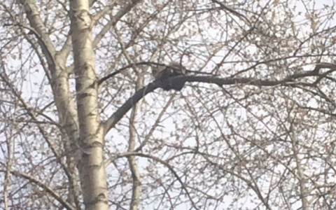 В Сыктывкаре голодного кота четыре дня не могли снять с дерева (фото)