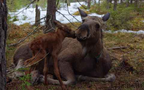 В Печоро-Илычском заповеднике в Коми родилась лосиха