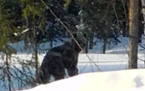 В Коми медведи держат в страхе жителей деревень