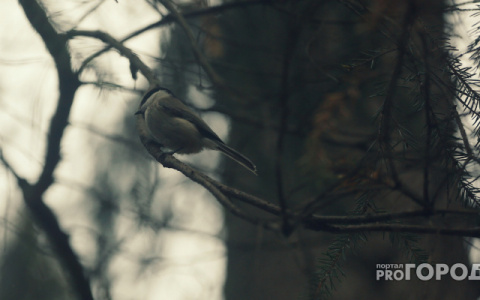 Погода на 25 мая в Сыктывкаре: осадков не ожидается