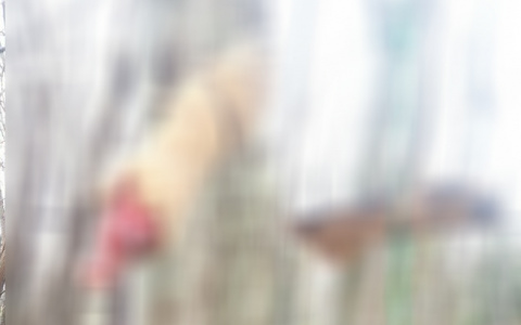 В Сыктывкаре живодеры выпотрошили пса и оставили куски тела висеть на дереве (фото 16+)