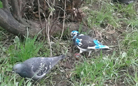 Сыктывкарка сфотографировала голубя, которого измазали «зелёнкой» (фото)