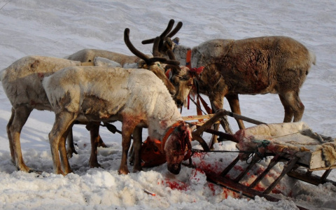 Нападение озверевших псов на оленью упряжку в Коми попало на видео (фото, видео)