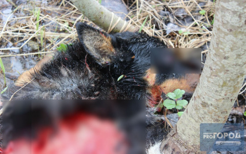 Сыктывкарцы о живодерах, которые распотрошили собаку: «Скоро нас съедят!»