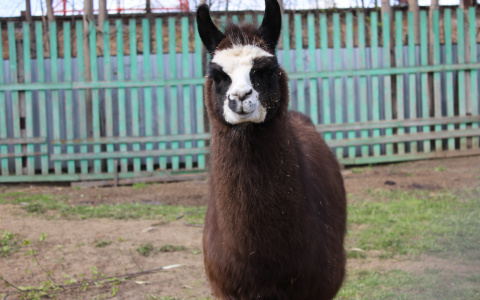 В сыктывкарском зоопарке появилась черная лама