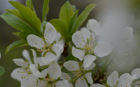 Во второй день лета в Сыктывкар придет тепло