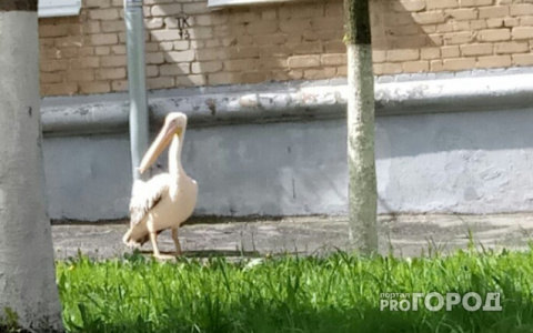 Новости России: рабочие изнасиловали собаку, а в центре города разгуливают пеликаны